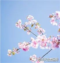 樱花1.jpg
